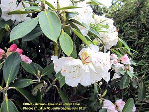 Emeishan 178